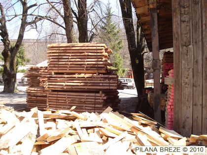 Parena bukova samica