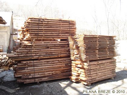 Okrajčena srčanica - pilopad